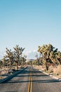 Road in the desert, in Joshua Tree National Park, California