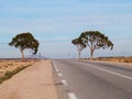 Road in the desert in Tunisia, two trees in the background Royalty Free Stock Photo