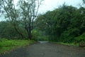 A road disappearing in the forest