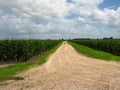 Road dissappearing into corn field Royalty Free Stock Photo