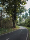 the road divides the forest in Indonesia