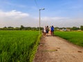 The road that divides the green rice fields. Mojokerto, East Java, Indonesia. June, 2022 Royalty Free Stock Photo