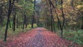 Road dotted with colorful fallen leaves Royalty Free Stock Photo