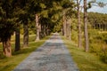 Road down a wooded path in Virginia Royalty Free Stock Photo