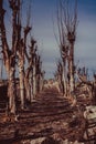 Road of dry trees in the city of Epecuen.