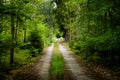 Road in early summer forest. National park Sumava. Czech Republic Royalty Free Stock Photo