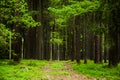 Road in early summer forest. National park Sumava. Czech Republic Royalty Free Stock Photo
