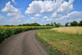 Road on edge of a field with blooming sunflower Royalty Free Stock Photo