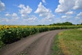 Road on edge of a field with blooming sunflower Royalty Free Stock Photo