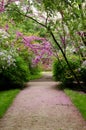 A road in El Capricho Garden in Madrid surrounded by violet Cercis siliquastrum plants Foreset Pansy and covered by petals.