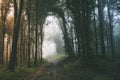 Road through enchanted forest with mysterious fog Royalty Free Stock Photo