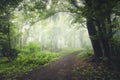 Road in enchanted misty forest