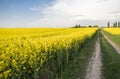 Road through endless rapeseed field. field. Yellow rapeseed fields and cloudy blue sky with clouds in synny weather Royalty Free Stock Photo