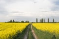 Road through endless rapeseed field. field. Yellow rapeseed fields and cloudy blue sky with clouds in synny weather Royalty Free Stock Photo