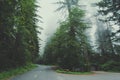 Road in the fantastic forest of California, Redwood Royalty Free Stock Photo