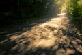 Road with fantastic mornin sunrays Royalty Free Stock Photo