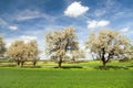 Road field and alley of flowering cherry trees Royalty Free Stock Photo