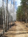 Road in the field, birch, pine