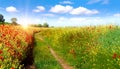 Road in field and blue sky with clouds. Royalty Free Stock Photo