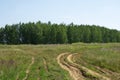 The road in the field, going to the forest. The road stretching into the distance. The path in early autumn. Natural landscape