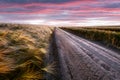 Road in field with ripe wheat and pink sunset sky Royalty Free Stock Photo