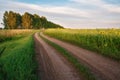 Road in a field of sunflowers Royalty Free Stock Photo