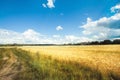 Road and Field with yellow wheat and blue sky Royalty Free Stock Photo