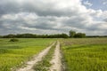 Field road through green grain, forest and dark cloudy sky Royalty Free Stock Photo