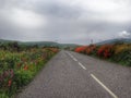 The road among fields with flouers, Dingle peninsula, Ireland Royalty Free Stock Photo