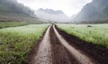 Road between fields of flowers in MocChau, SonLa, VietNam Royalty Free Stock Photo