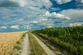 Road through fields on a hill and white clouds in the sky Royalty Free Stock Photo