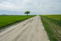 Road through fields and a lonely tree Royalty Free Stock Photo