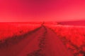 The road in fields stretching into distance and unknown Royalty Free Stock Photo