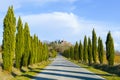 Road flanked by cypress trees to the San Galgano abbey Tuscany