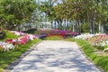 Road flanked by spring flowers in a garden