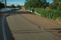 Road and flowered green trees