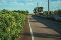 Road and flowered lush green bushes