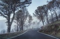 Road in fog