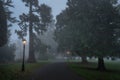 Road in the fog, surrounded by trees illuminated by street lamps in Farmleigh Phoenix Park, Ireland