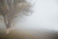 Road in foggy early autumn morning. Tree silhouettes. Horisontal. Copyspace.Calm and lonely concept. Royalty Free Stock Photo