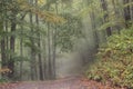Road through a Foggy Forest Royalty Free Stock Photo