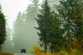 Road through foggy forest with tall trees and black pickup truck with lights on with colorful autumn growth along side