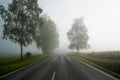 Road on a foggy morning with sheep in pasture, rural countryside scene, Poland