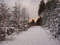 Road or footpath in snow covered forest landscape with snowy fir and spruce trees, branches, idyllic winter landscape in Royalty Free Stock Photo