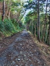 Road through the forest