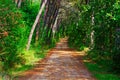 Road in Forest Royalty Free Stock Photo