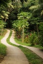 Road in the Forest