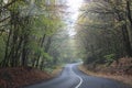 A road in a forest at autumn