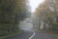 A road in a forest at autumn