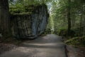 Road in the forest